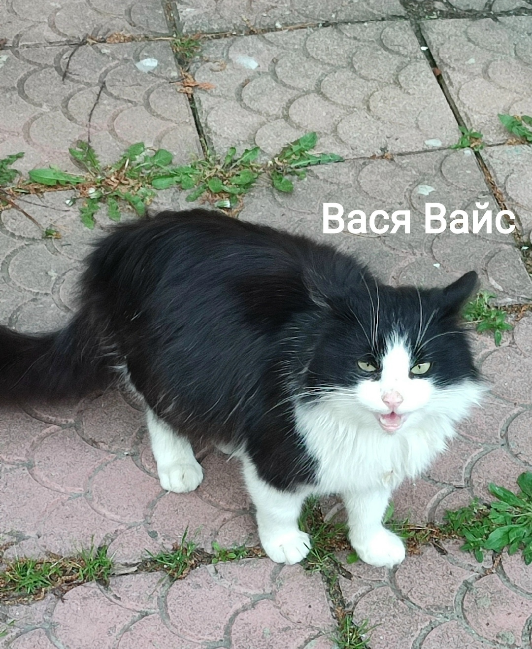 Пропала собака в Липецке — фото объявления