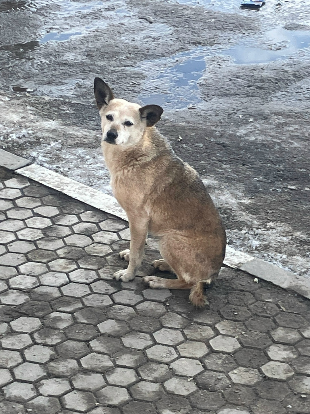 Пропала собака в Липецке — фото объявления