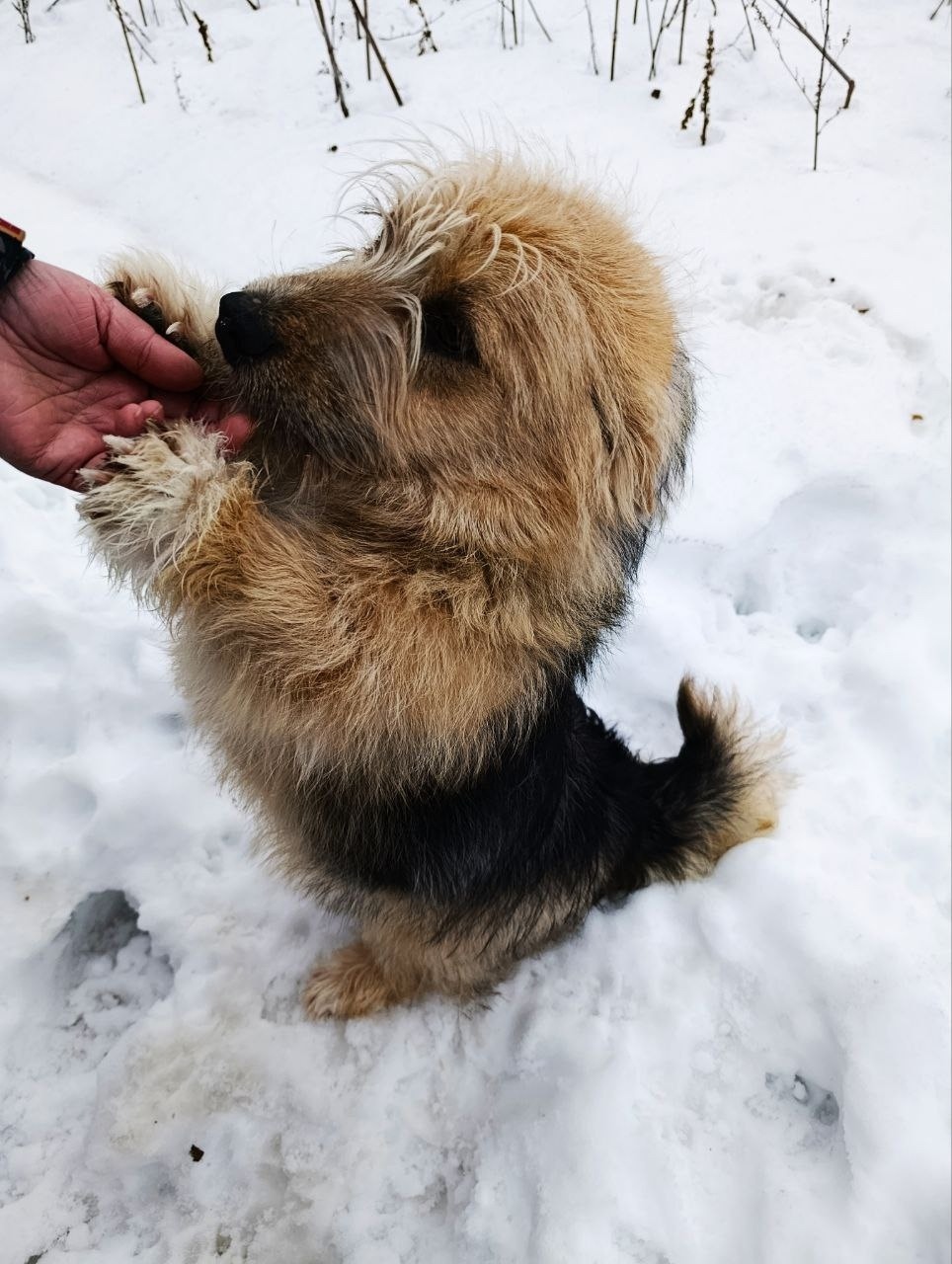 Найдена собака в Липецке — фото объявления