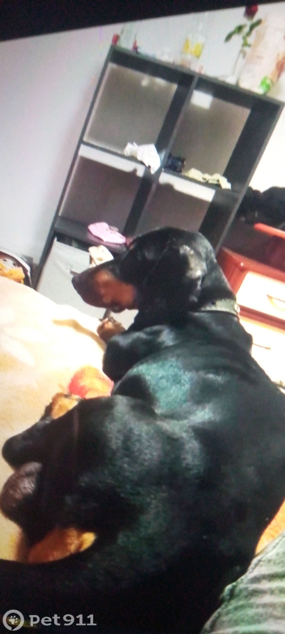 Пропала собака в Липецке — фото объявления