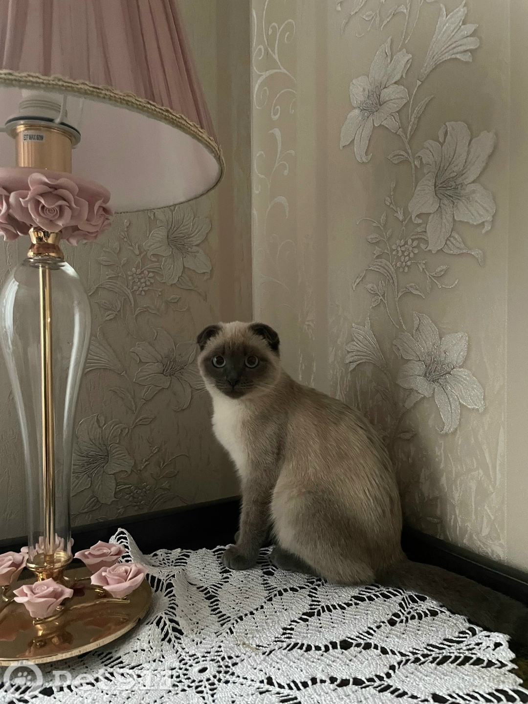 Пропала кошка в Липецке — фото объявления