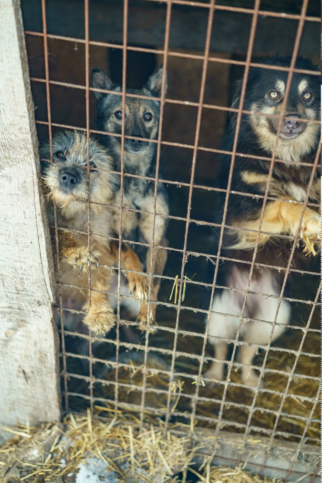 Найдена собака в Липецке — фото объявления