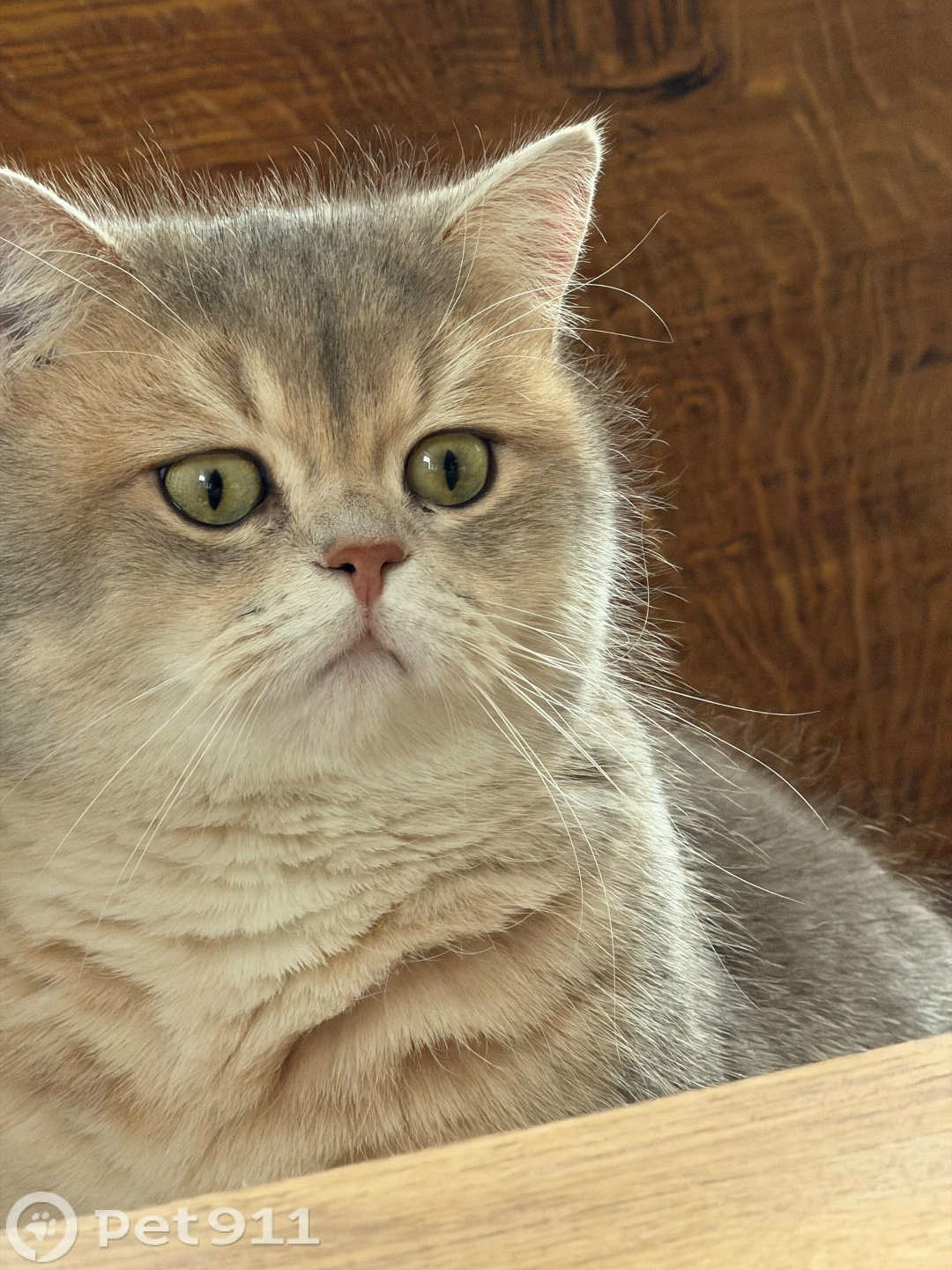 Пропала кошка в Липецке — фото объявления