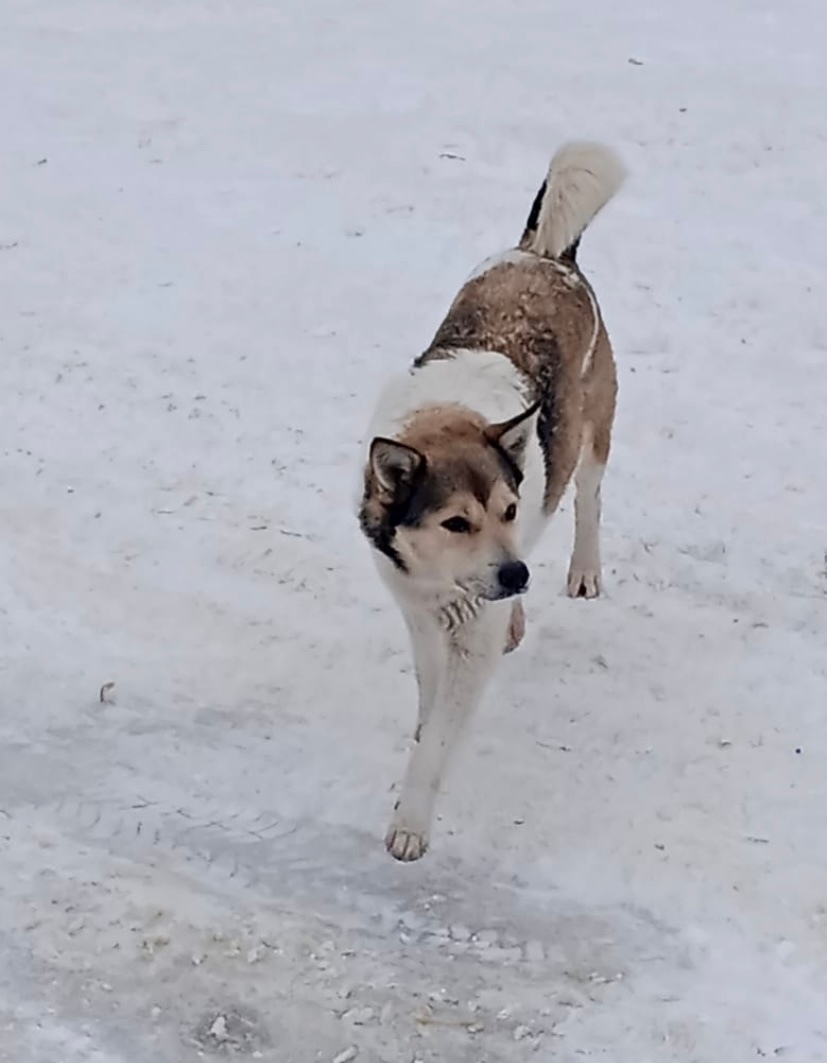 Пропала собака в Липецке — фото объявления