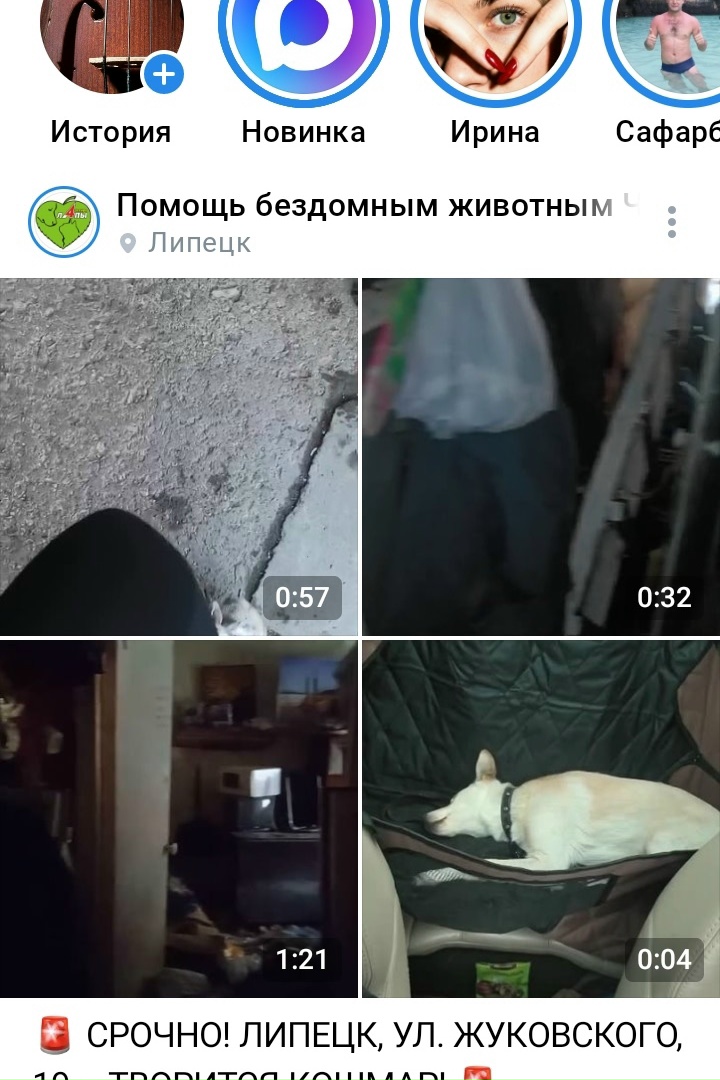 Найдена собака в Липецке — фото объявления