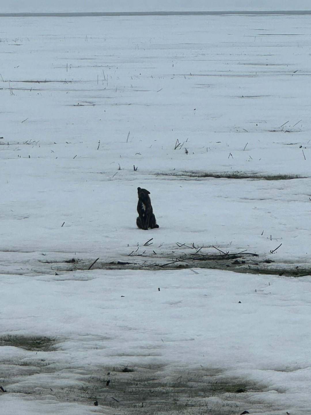 Пропала собака в Липецке — фото объявления