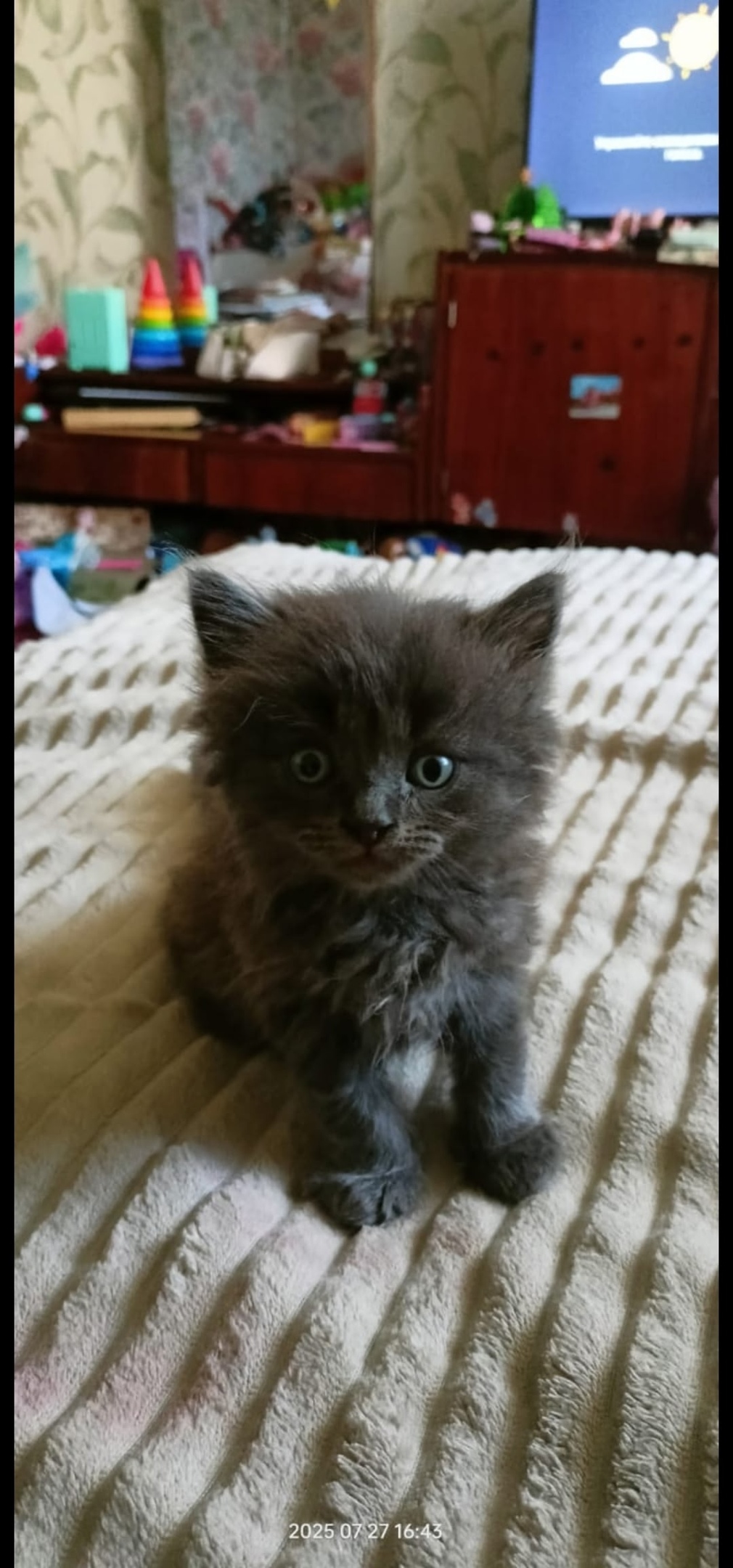 Найдена собака в Липецке — фото объявления