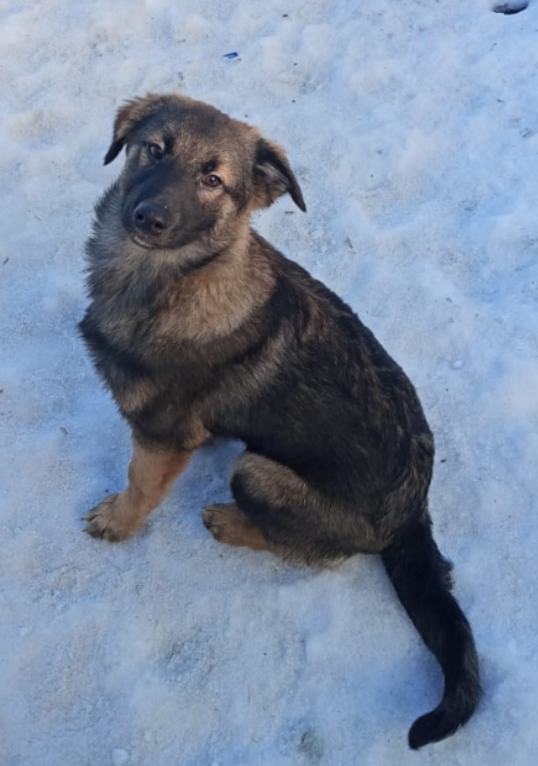 Найдена собака в Липецке — фото объявления