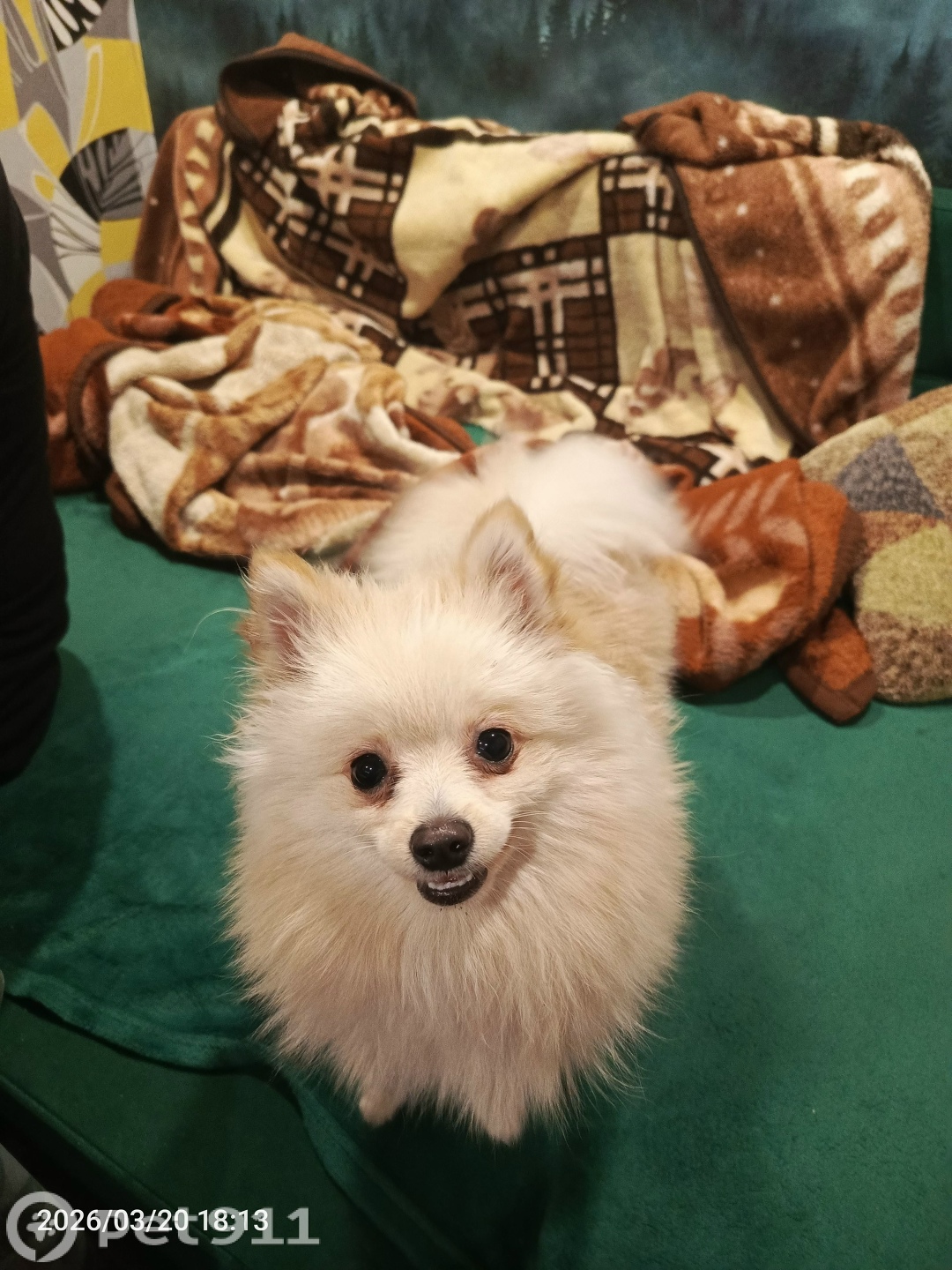 Найдена собака в Липецке — фото объявления