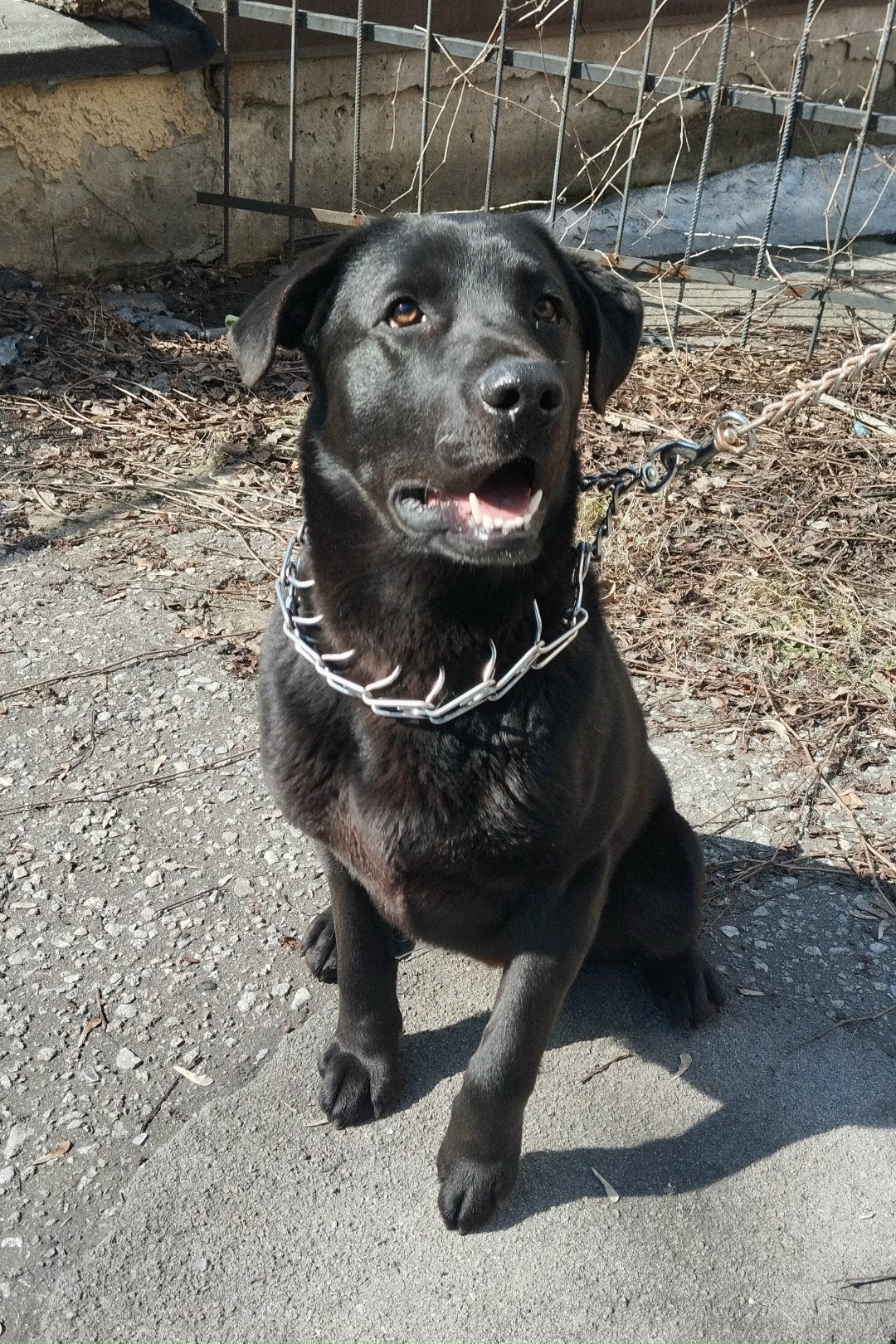 Найдена собака в Липецке — фото объявления