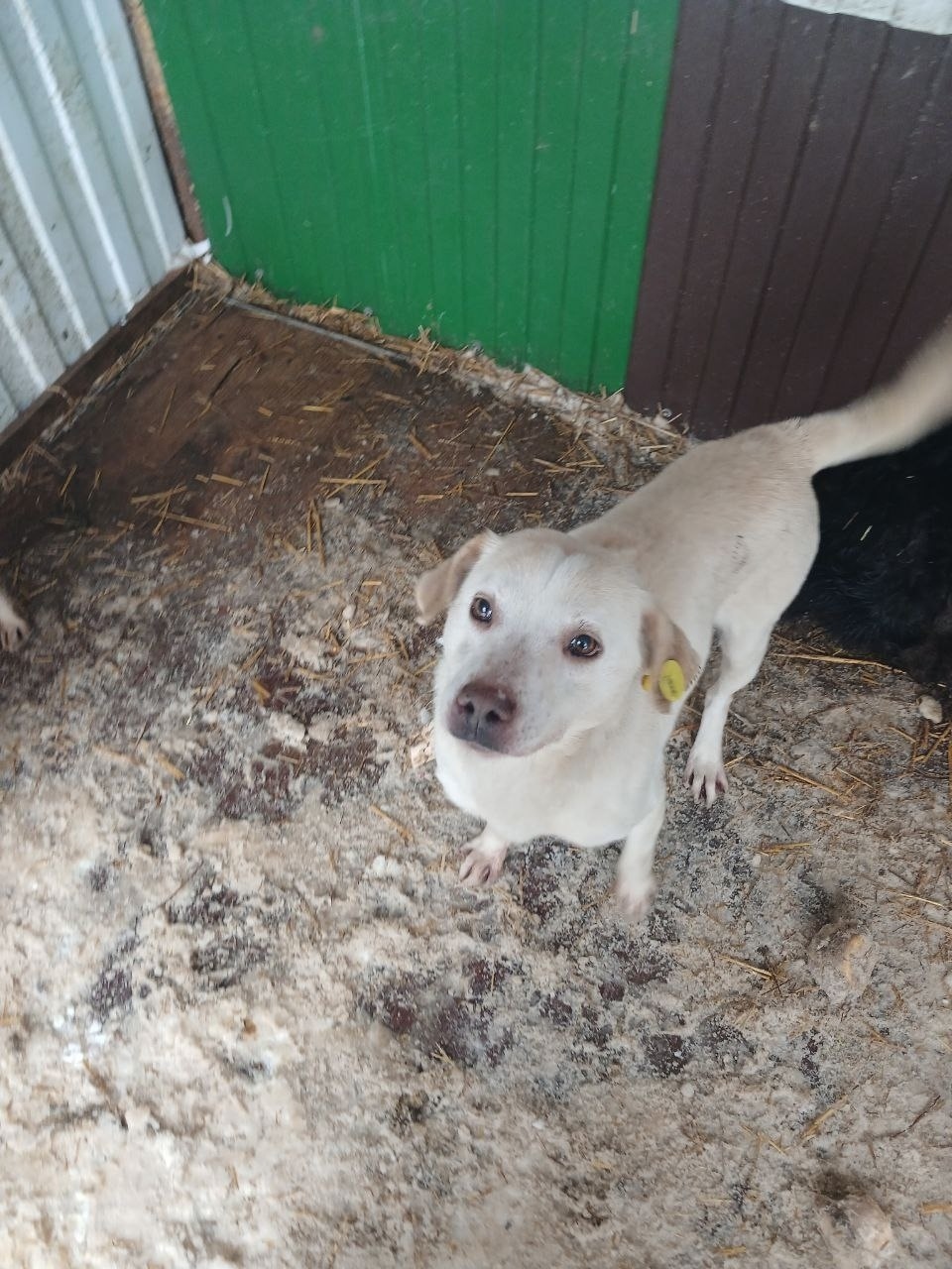 Найдена собака в Липецке — фото объявления