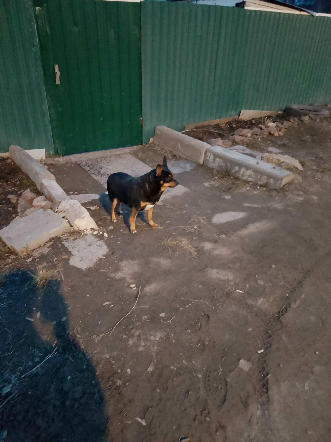 Пропала собака в Липецке — фото объявления