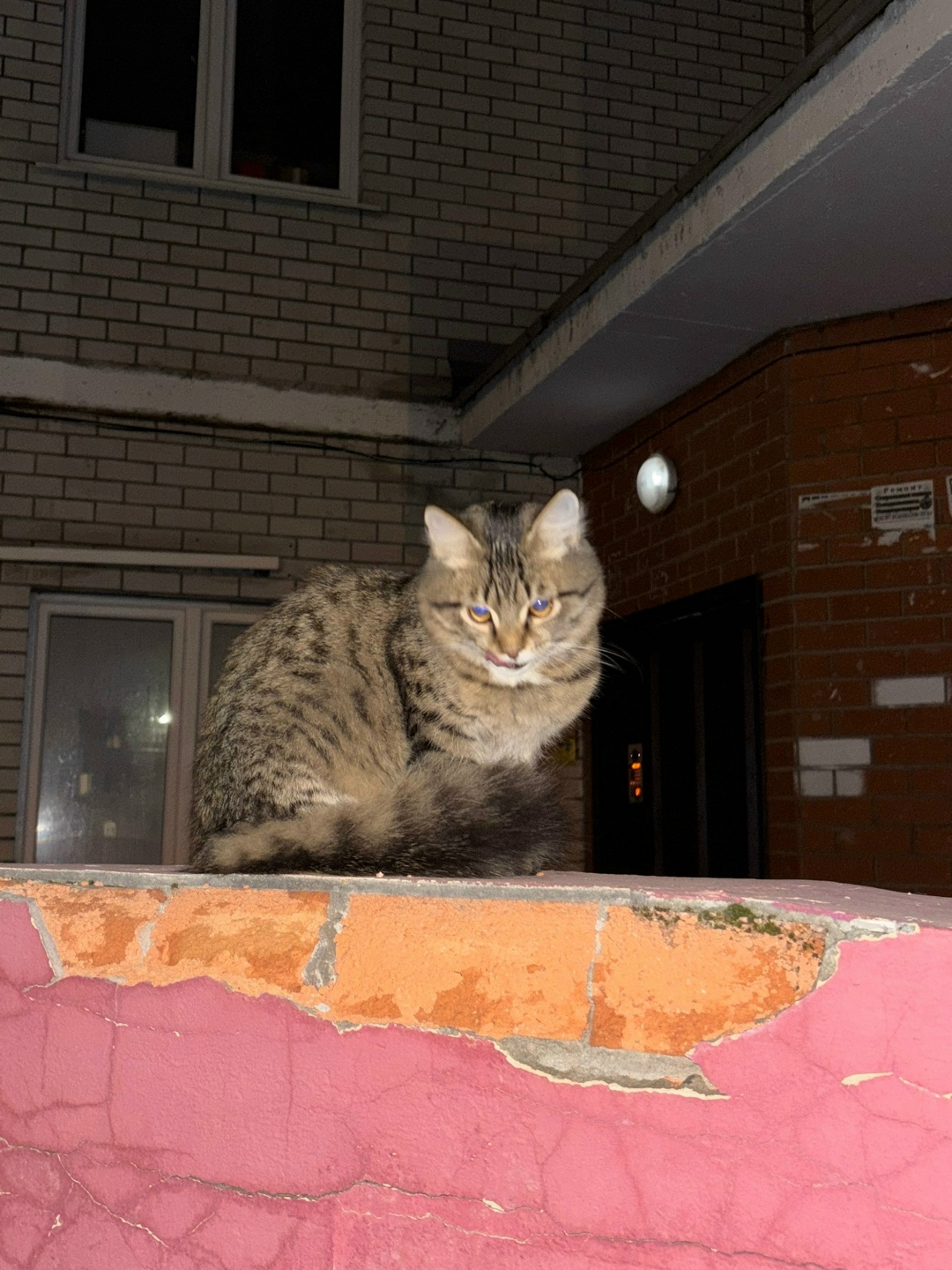 Пропала кошка в Липецке — фото объявления