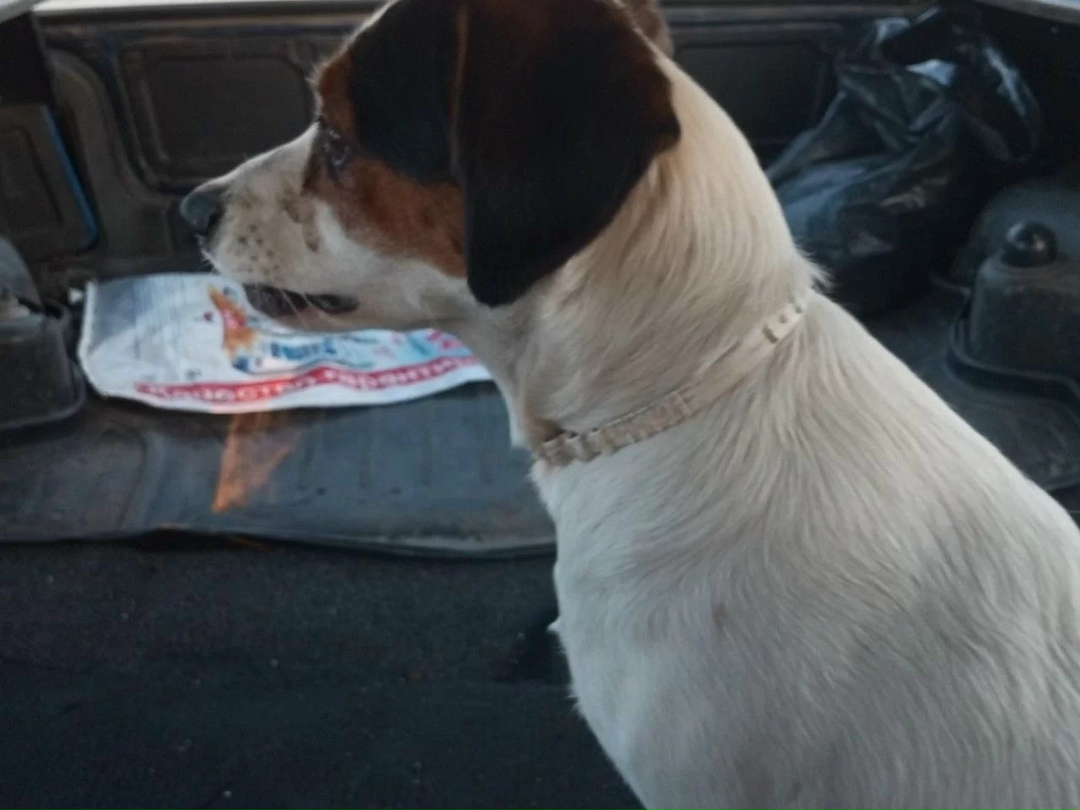 Найдена собака в Липецке — фото объявления