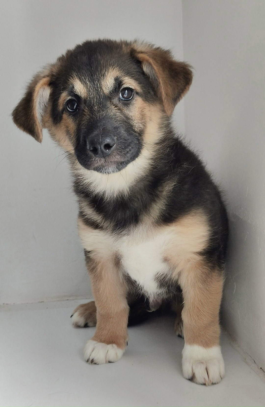 Найдена собака в Липецке — фото объявления