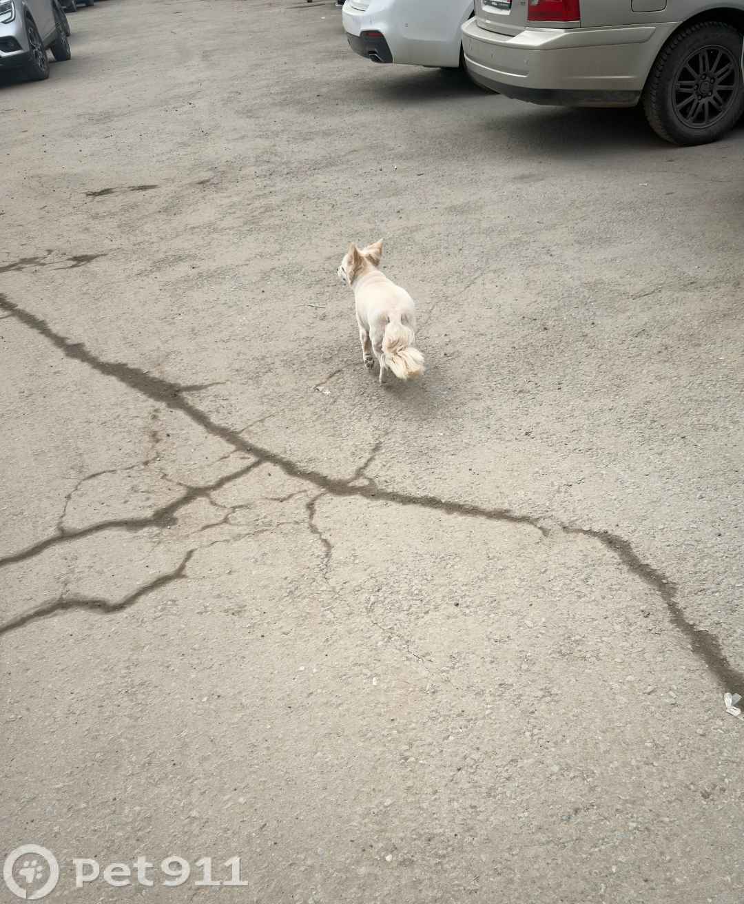 Найдена собака в Липецке — фото объявления