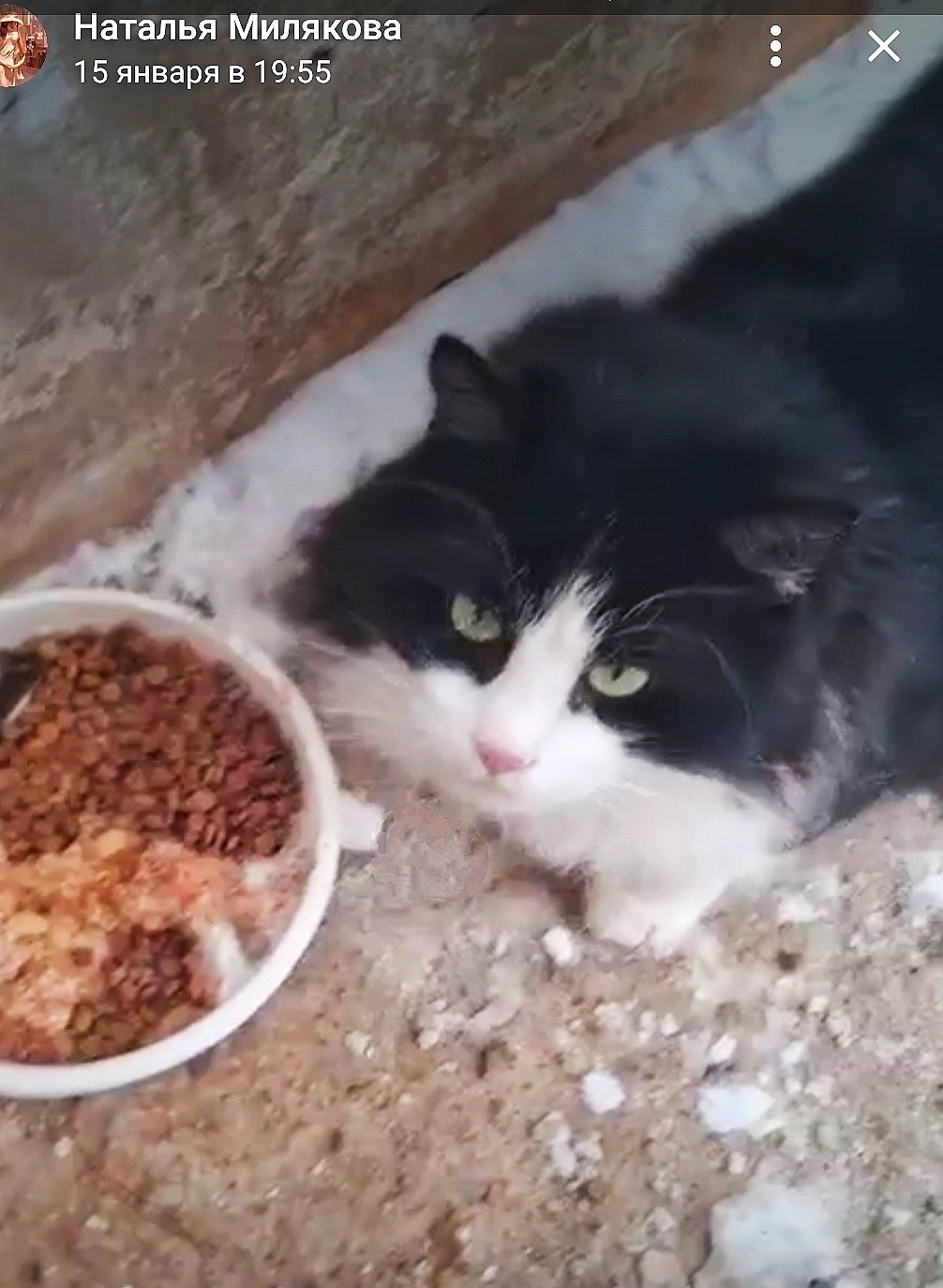 Пропала собака в Липецке — фото объявления