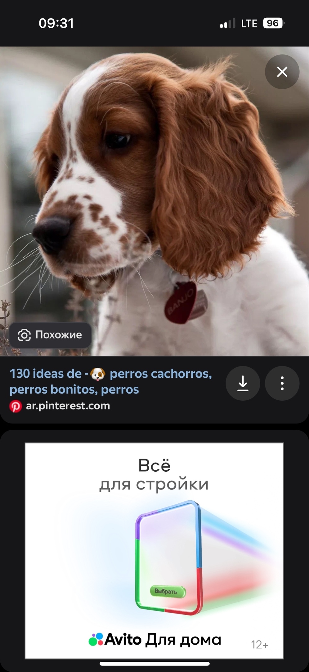 Найдена собака в Липецке — фото объявления