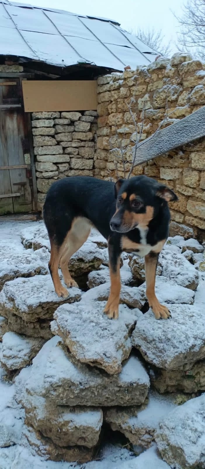 Пропала собака в Липецке — фото объявления