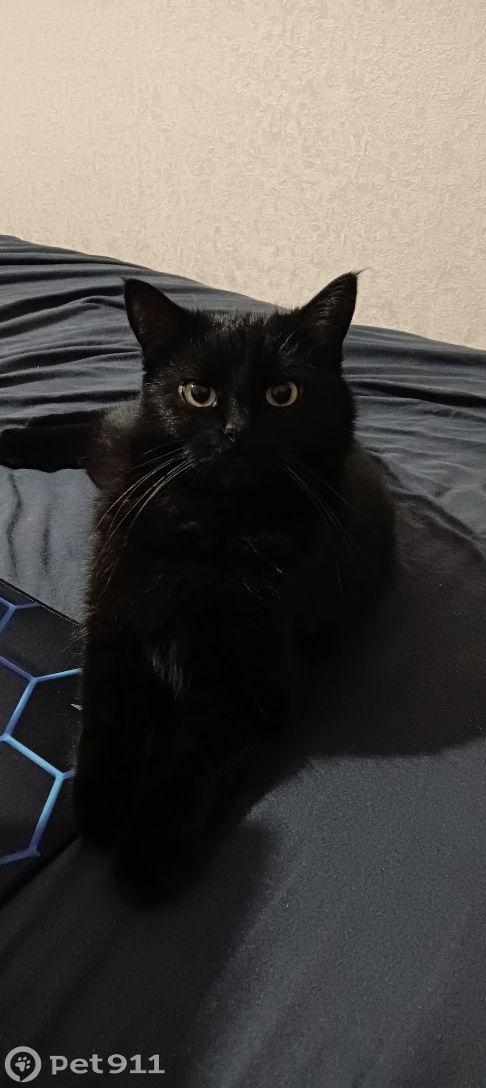 Найдена кошка в Липецке — фото объявления