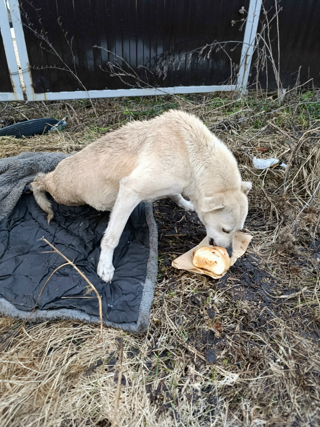 Найдена собака в Липецке — фото объявления