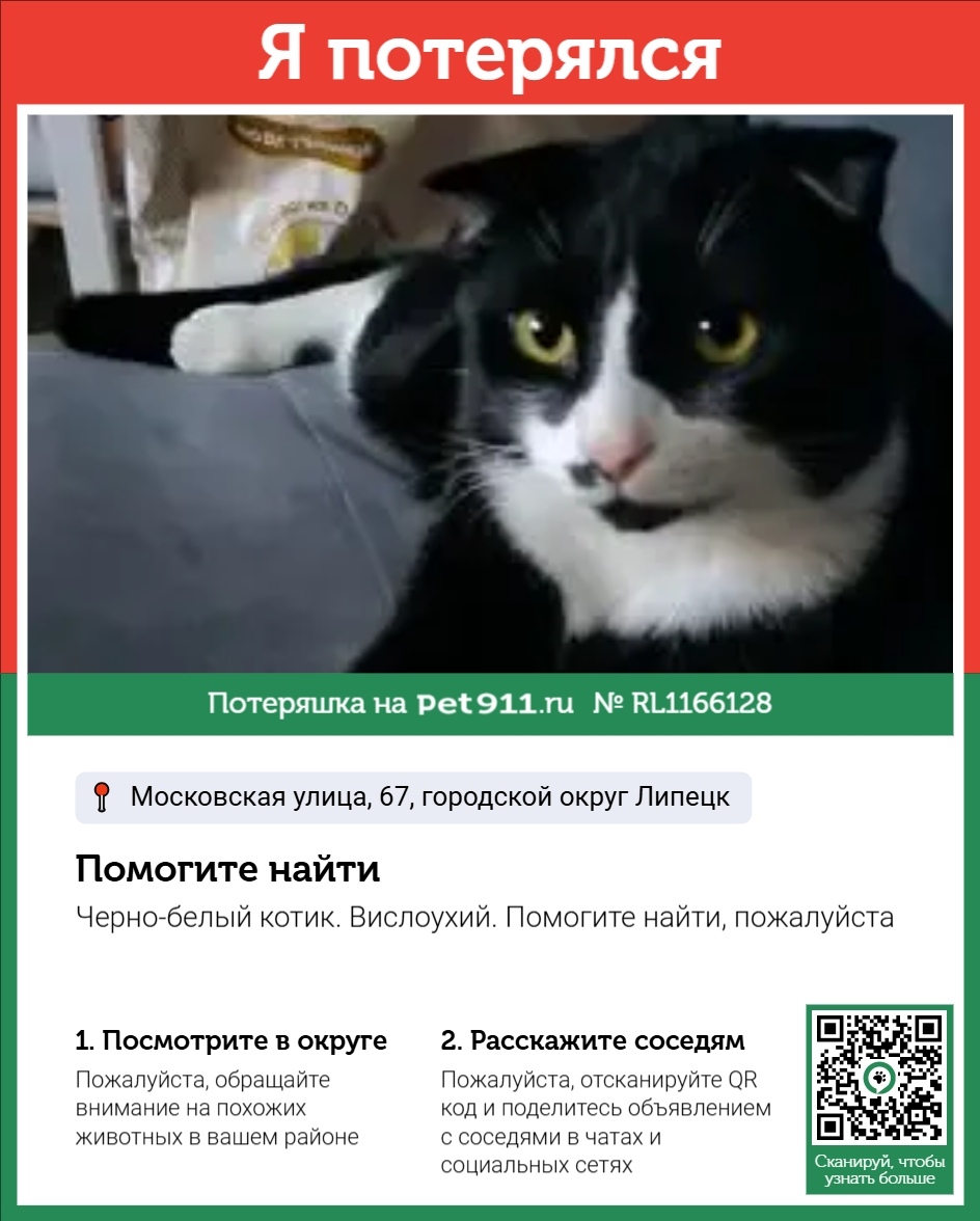Пропала кошка в Липецке — фото объявления