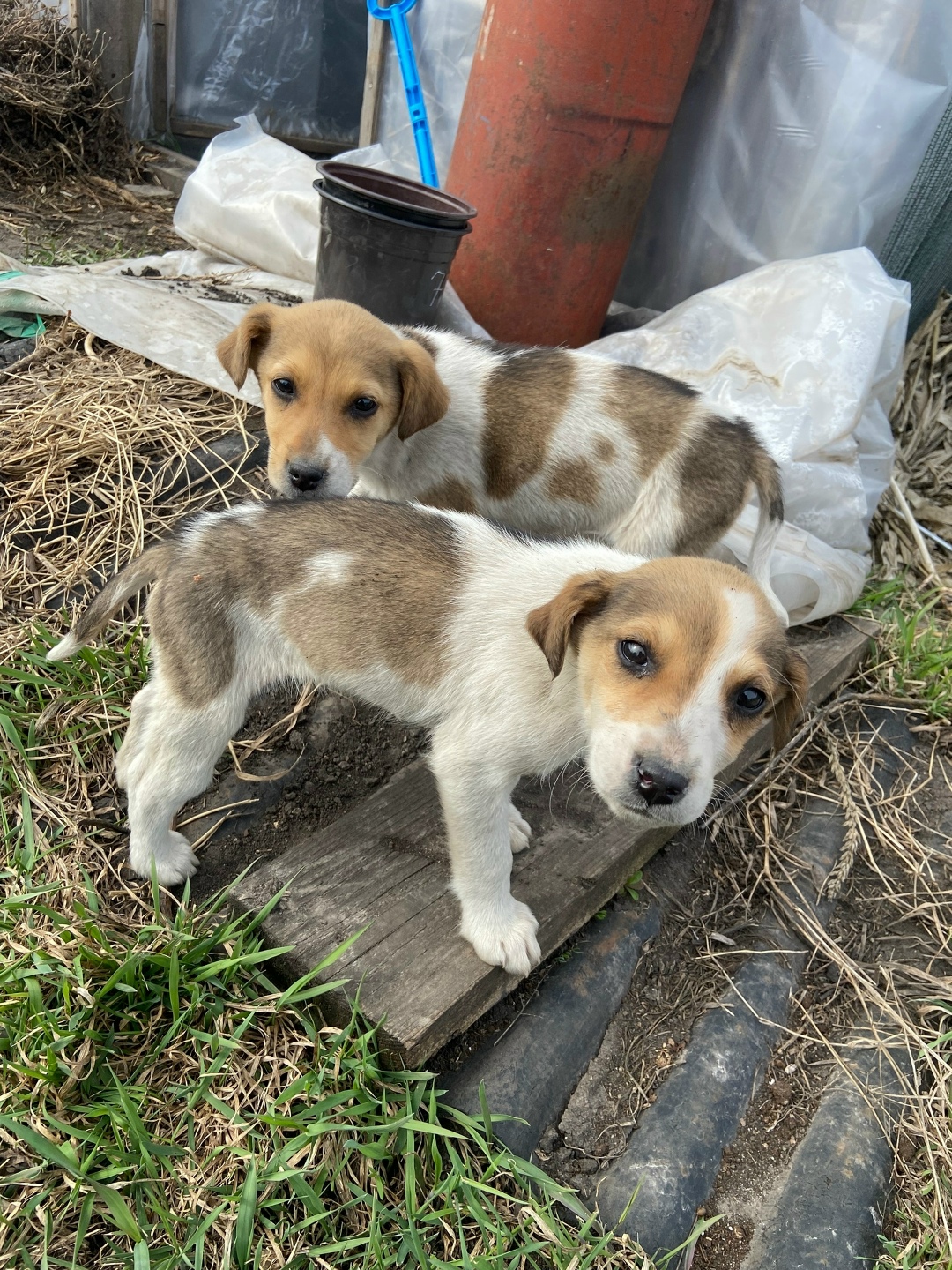 Найдена собака в Липецке — фото объявления