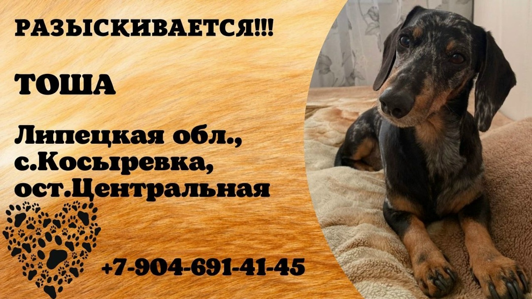 Пропала собака в Липецке — фото объявления
