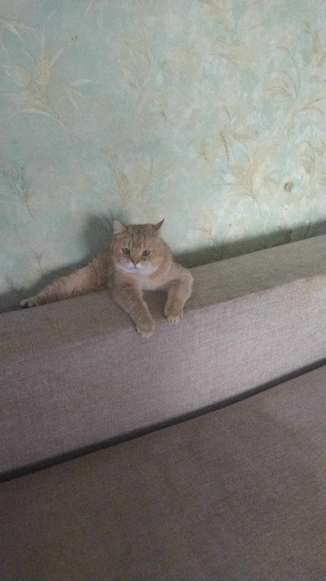 Пропала кошка в Липецке — фото объявления