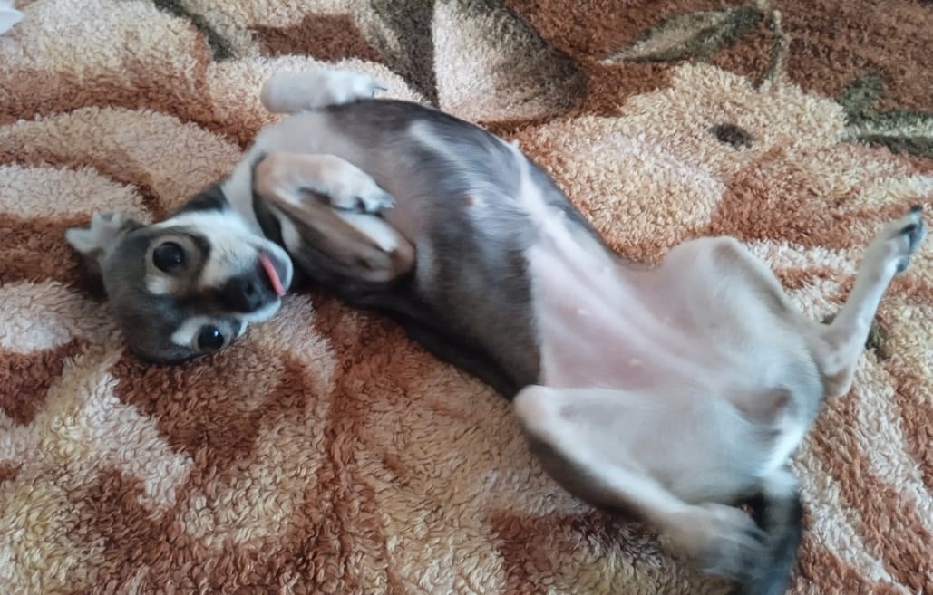 Найдена собака в Липецке — фото объявления