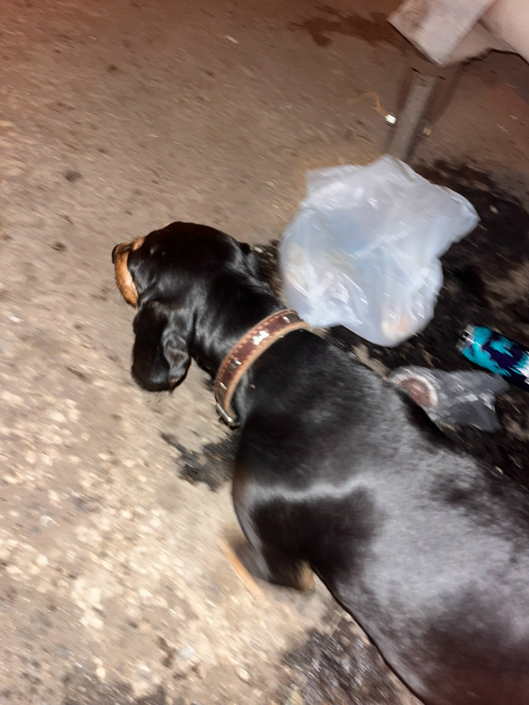 Найдена собака в Липецке — фото объявления