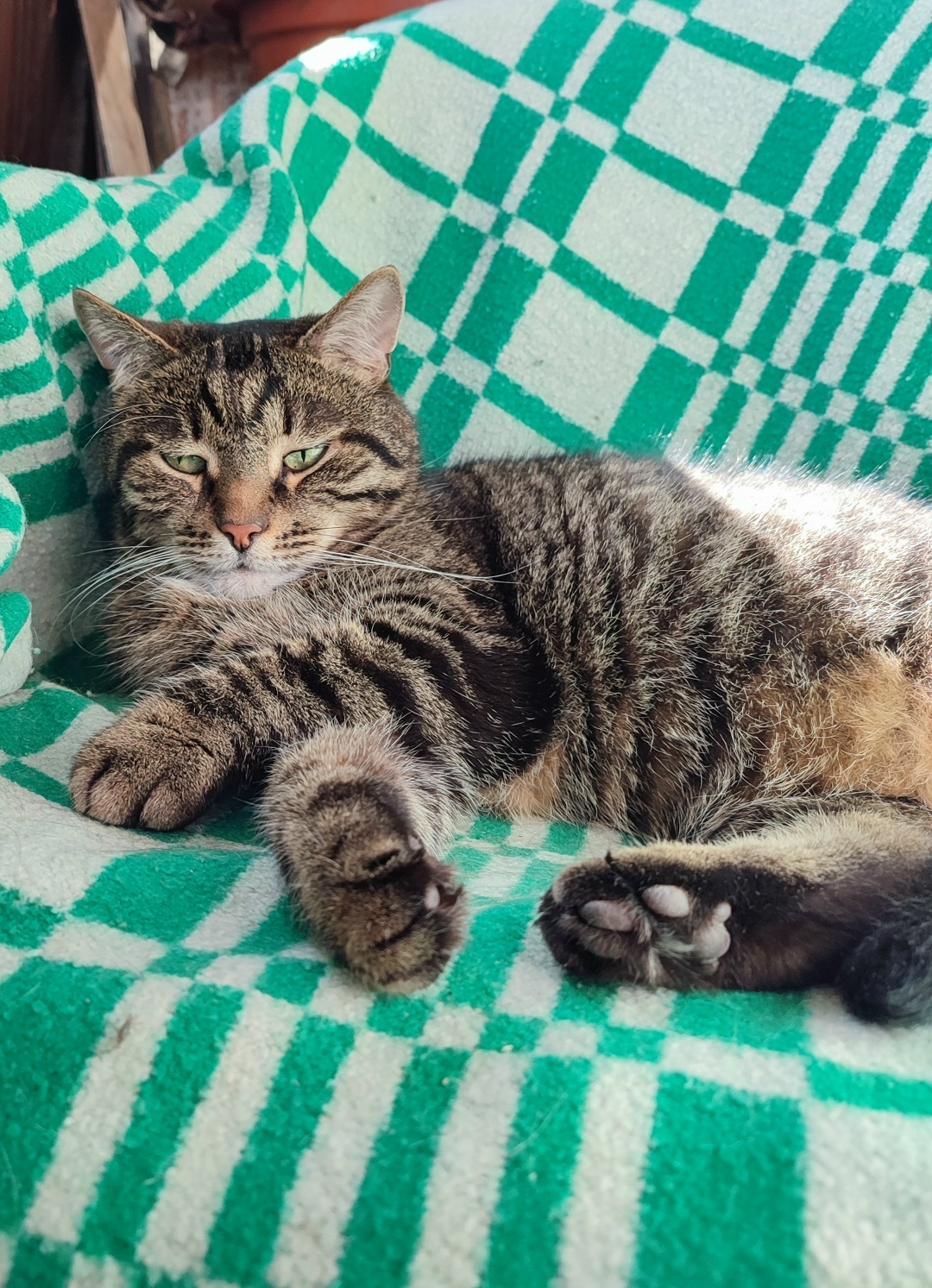 Найдена собака в Липецке — фото объявления