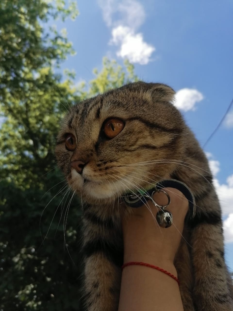 Найдена собака в Липецке — фото объявления