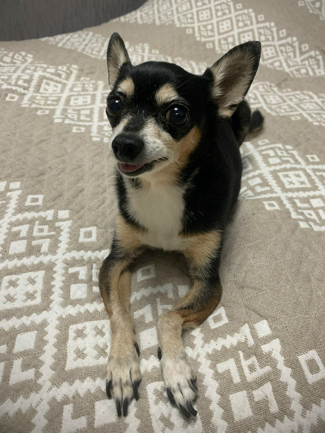 Найдена собака в Липецке — фото объявления