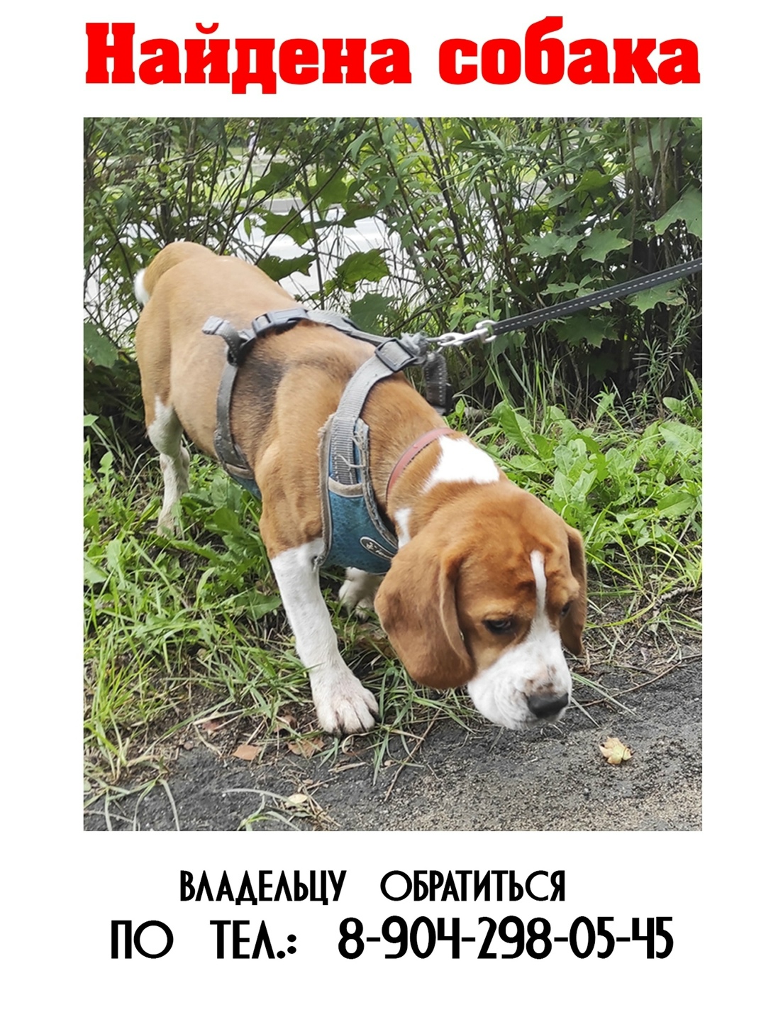 Найдена собака в Липецке — фото объявления