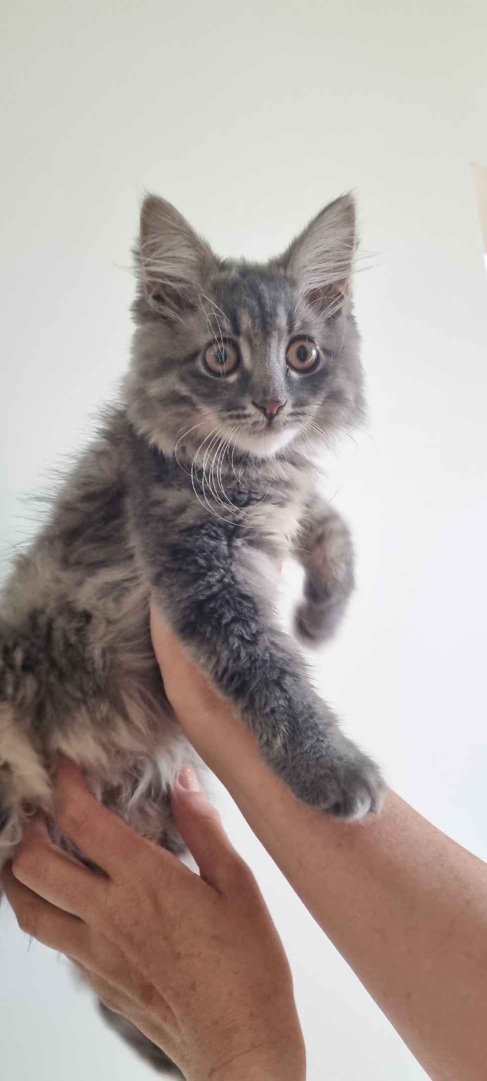 Найдена собака в Липецке — фото объявления