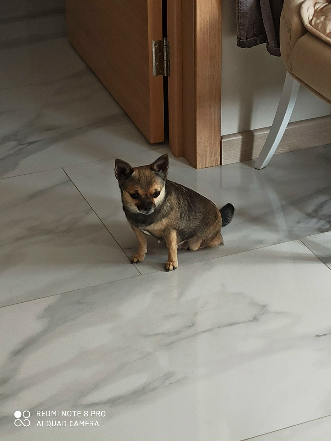 Найдена собака в Липецке — фото объявления