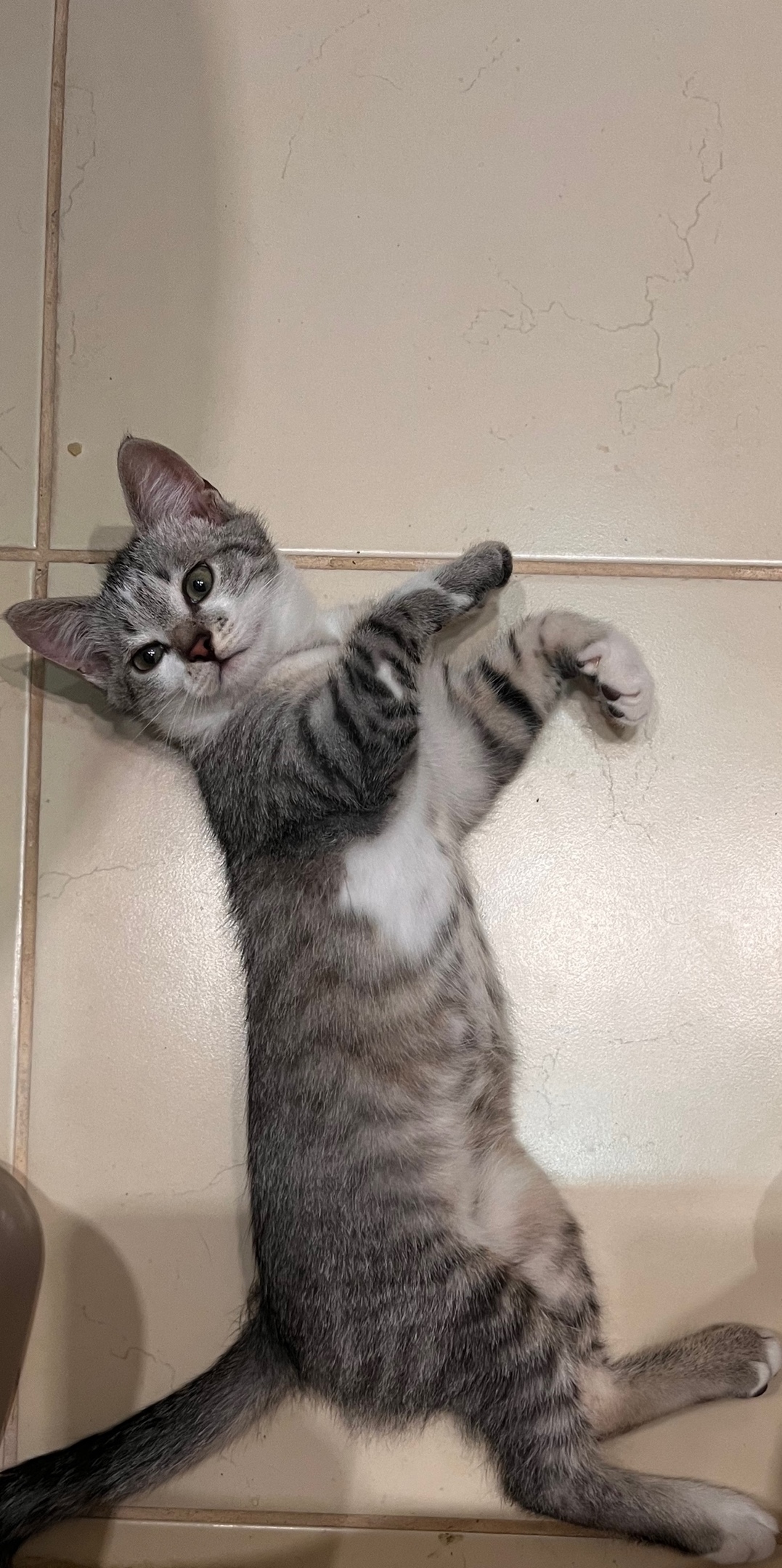 Найдена собака в Липецке — фото объявления