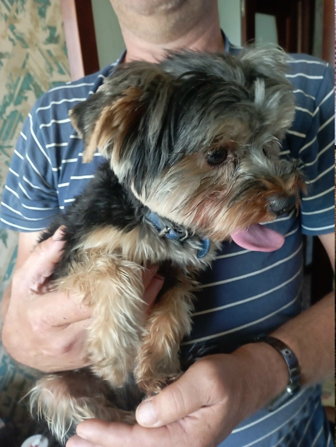 Найдена собака в Липецке — фото объявления