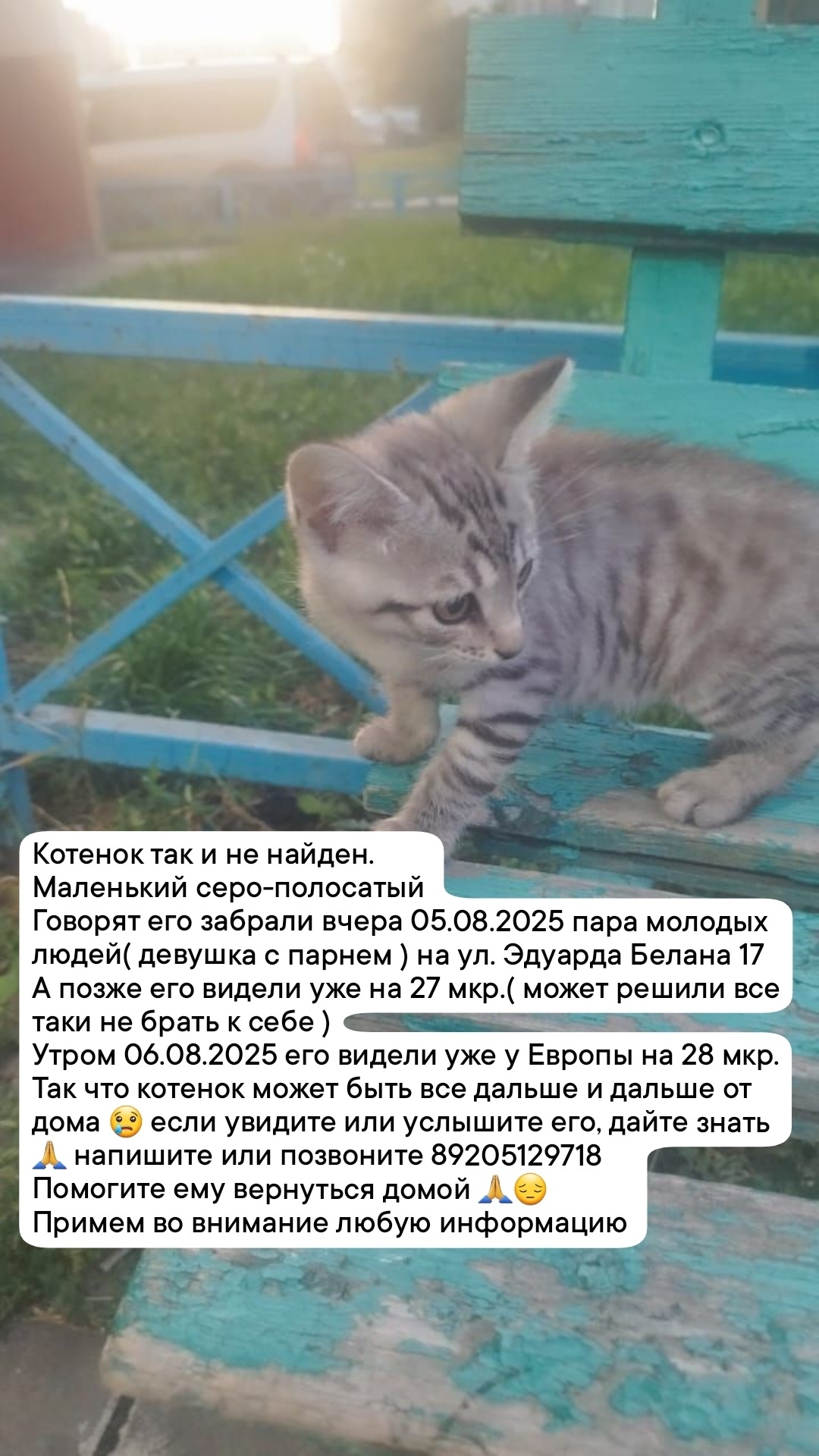 Найдена собака в Липецке — фото объявления