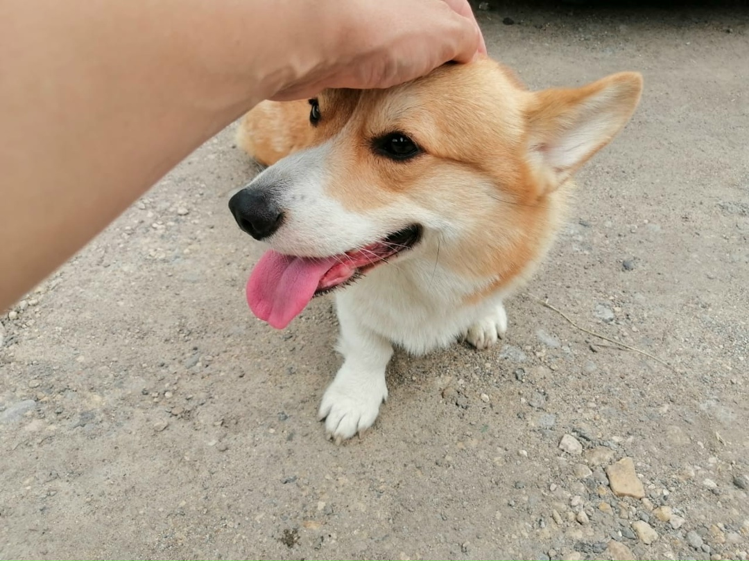 Найдена собака в Липецке — фото объявления