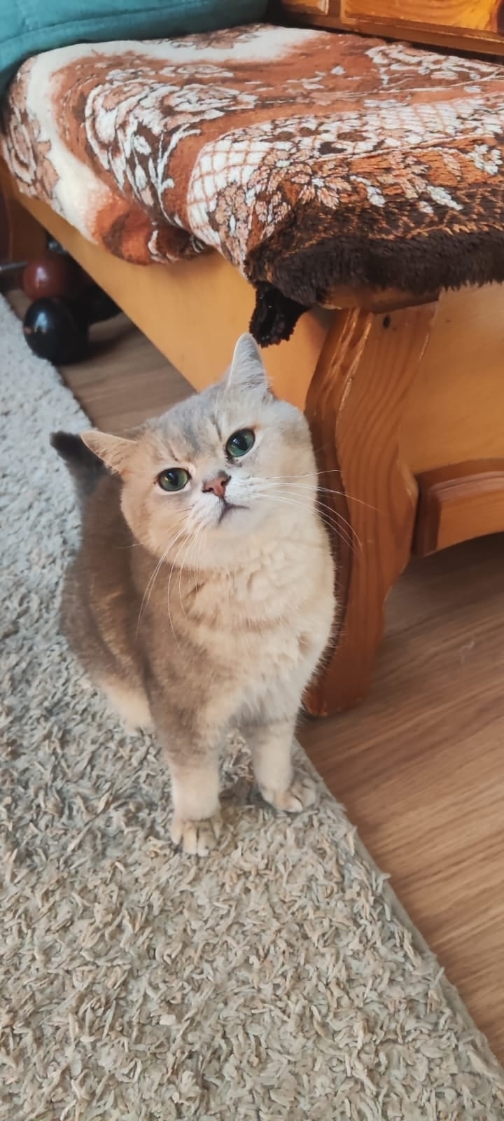 Найдена собака в Липецке — фото объявления