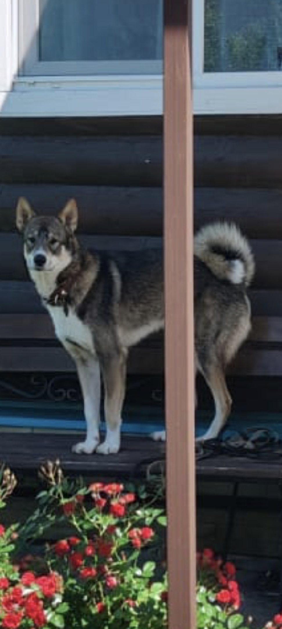 Найдена собака в Липецке — фото объявления