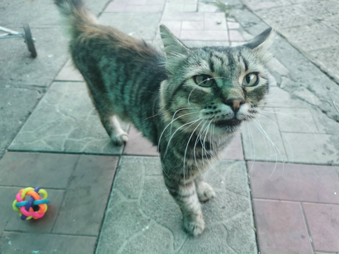 Найдена собака в Липецке — фото объявления