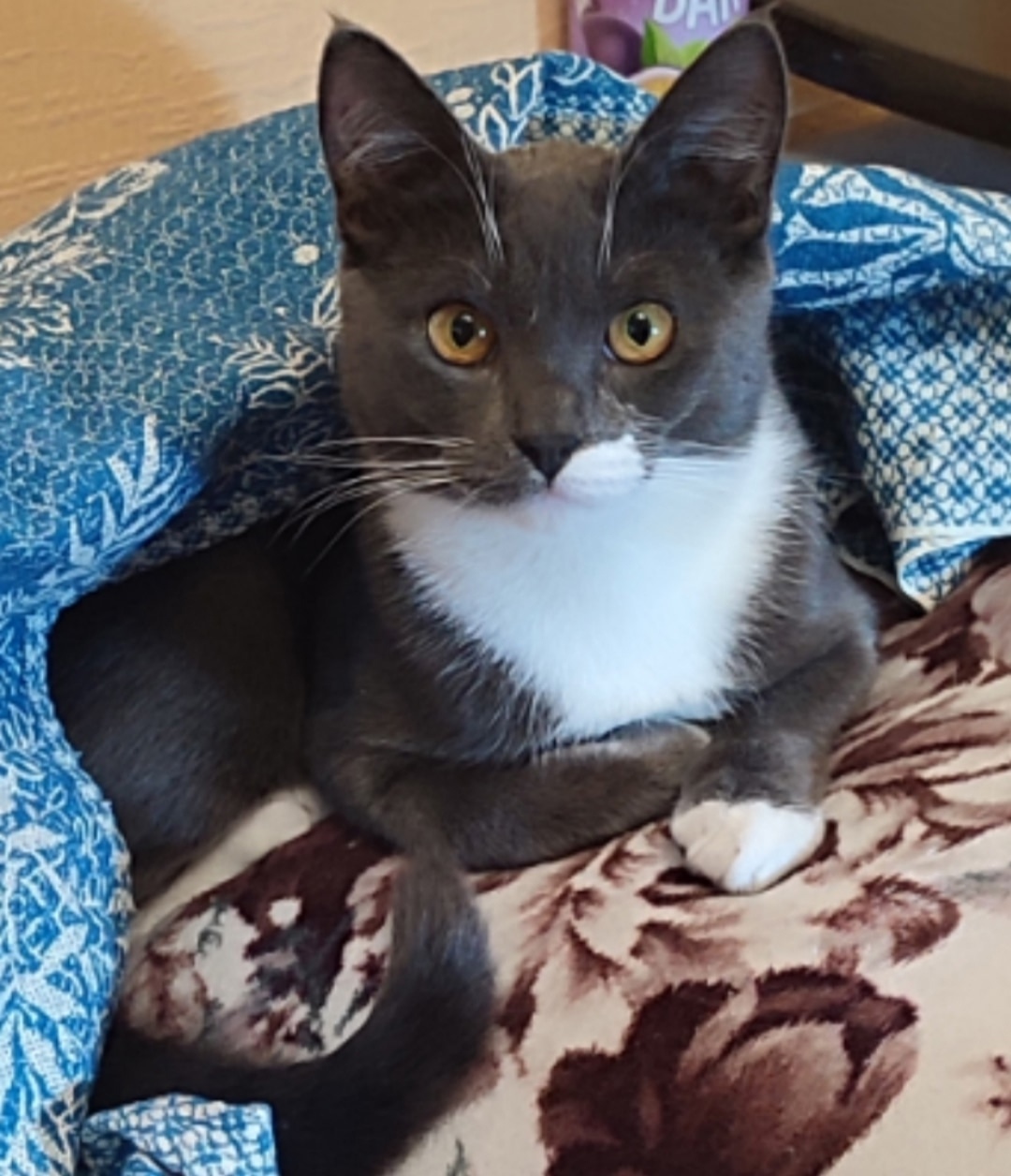 Найдена собака в Липецке — фото объявления