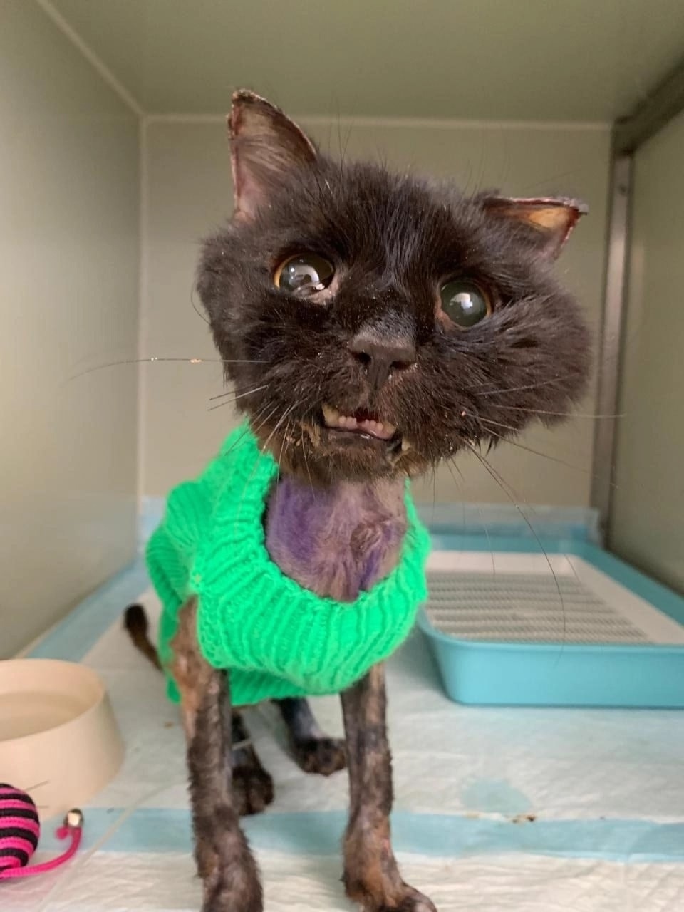 Найдена собака в Липецке — фото объявления