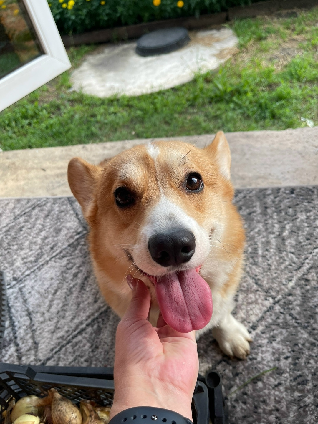 Найдена собака в Липецке — фото объявления