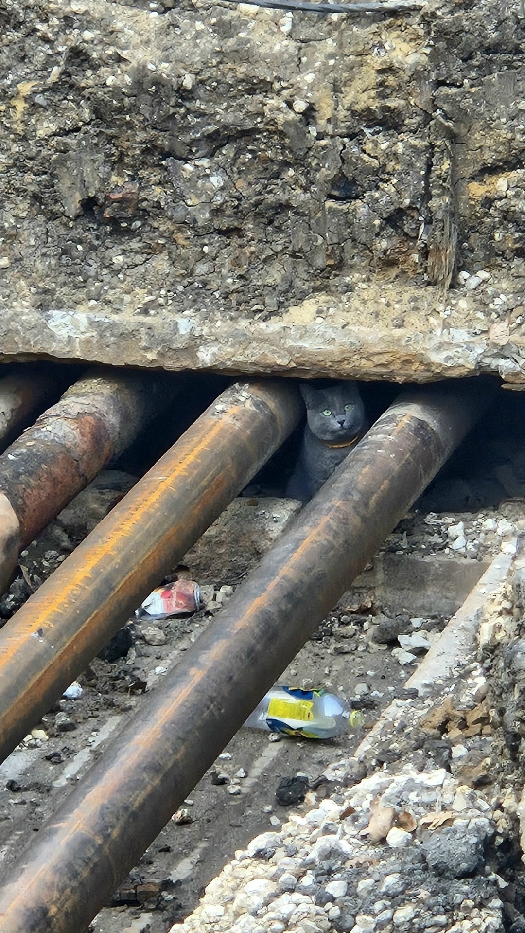 Найдена собака в Липецке — фото объявления