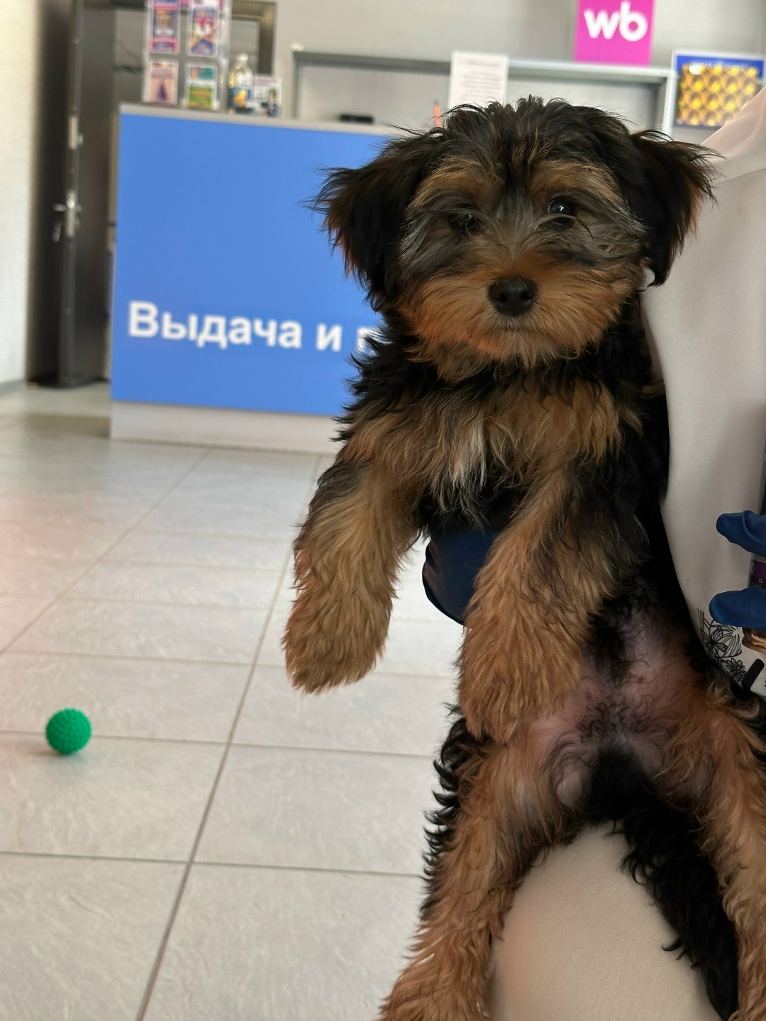 Найдена собака в Липецке — фото объявления