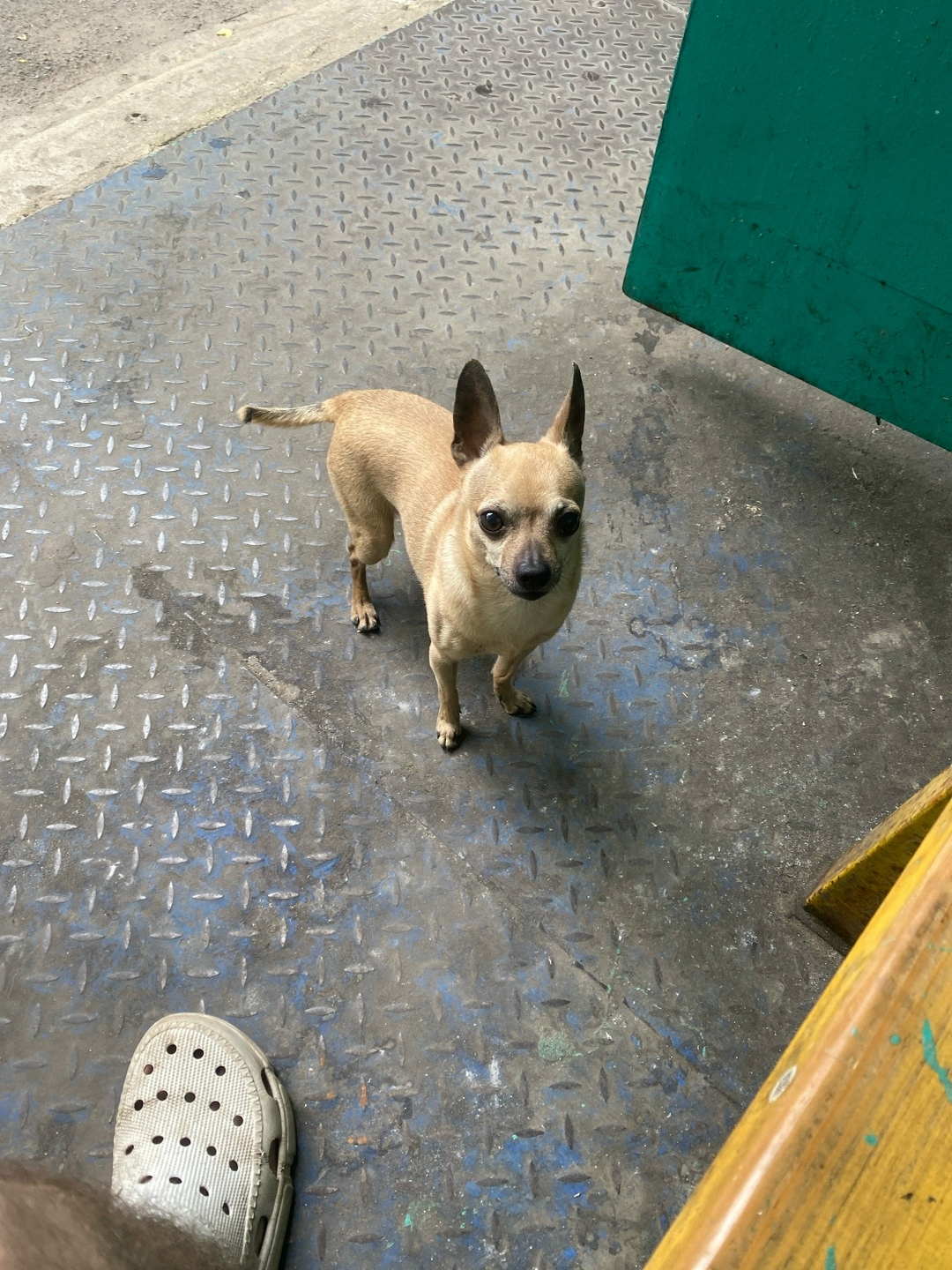 Найдена собака в Липецке — фото объявления